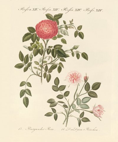 Types de roses - German School