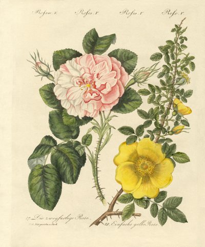 Types de roses - German School