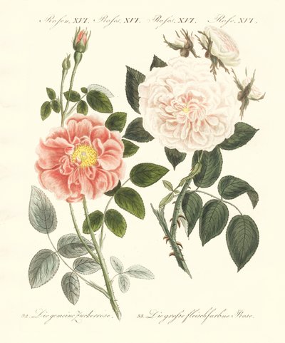 Types de roses - German School