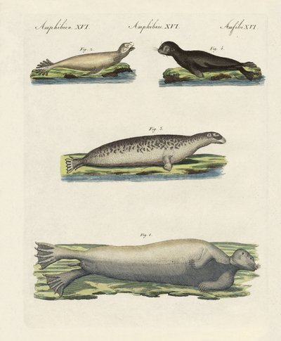 Types de phoques - German School