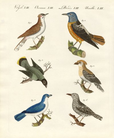 Types de pies-grièches -- ou pies-grièches écorcheurs - German School