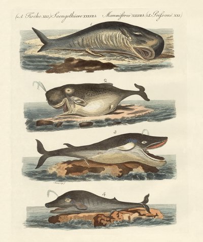Types de baleines - German School