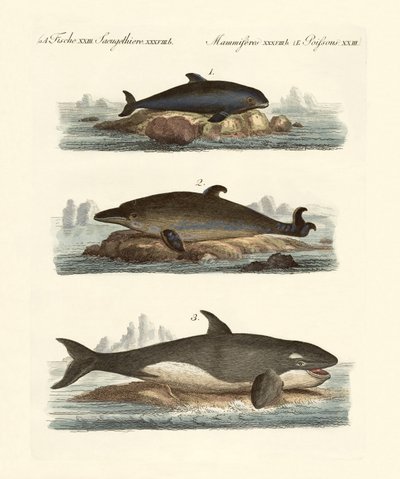 Types de baleines - German School
