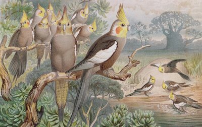 Cockatiel, planche de Brehms Tierleben: Allgemeine Kunde des Tierreichs, vol.5, p.60, publié par Bibliographisches Institut, 1892 - German School