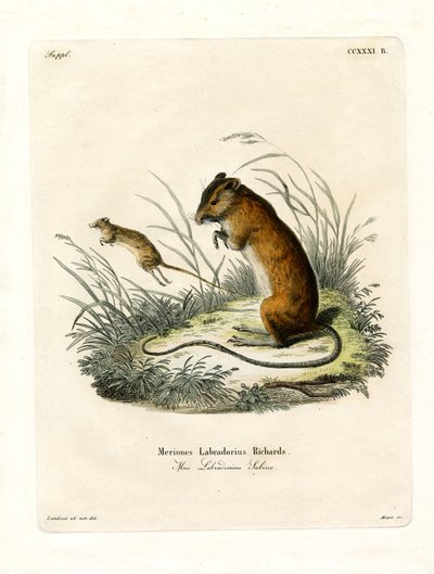 Souris Sautante du Labrador - German School