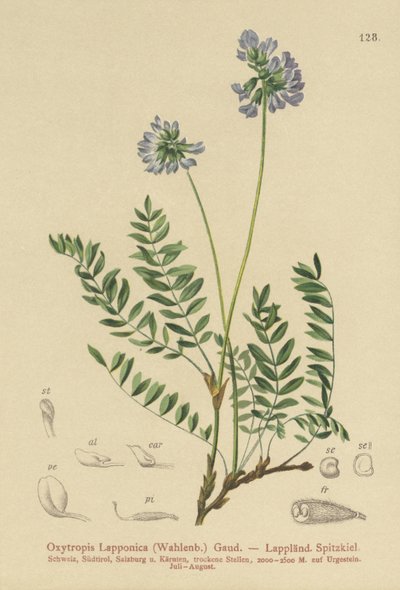 Astragale de Laponie (Oxytropis Lapponica) - German School