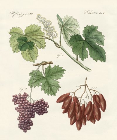 Raisins grands et petits - German School