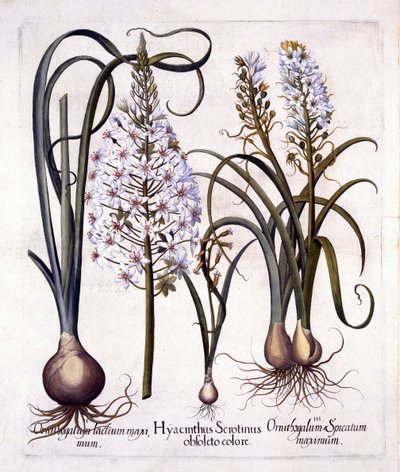 Jacinthe tardive et étoile de Bethléem, de Hortus Eystettensis, par Basil Besler, pub. 1613 - German School