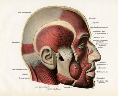 Vue en coupe latérale des muscles du visage humain - German School