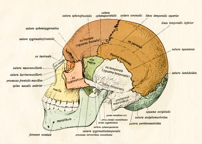 Diagramme latéral des os du crâne humain - German School