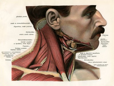 Vue latérale des muscles et des glandes du cou humain - German School