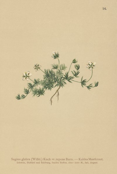 Sagine glabre (Sagina glabra, Sagina repens) - German School