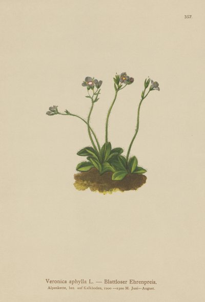 Véronique sans feuilles (Veronica aphylla) - German School