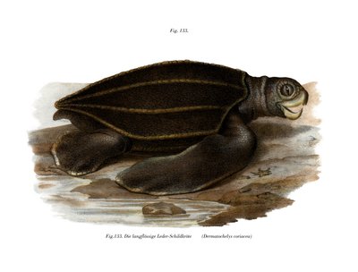 Tortue luth - German School