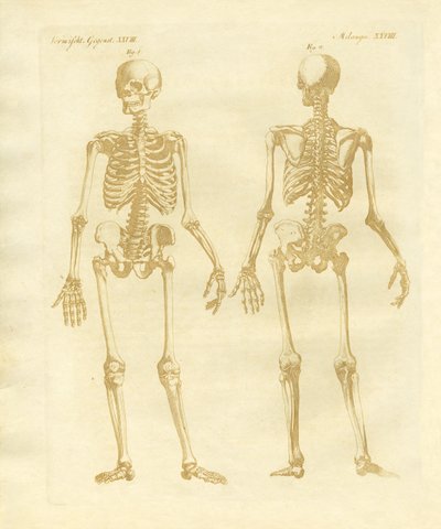 Structure des jambes des corps humains - German School