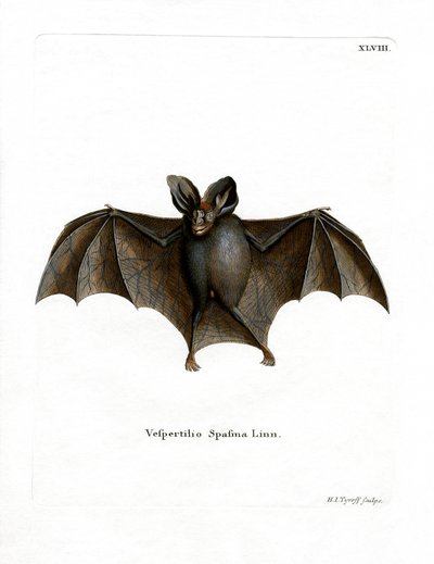 Petite chauve-souris vampire fausse - German School
