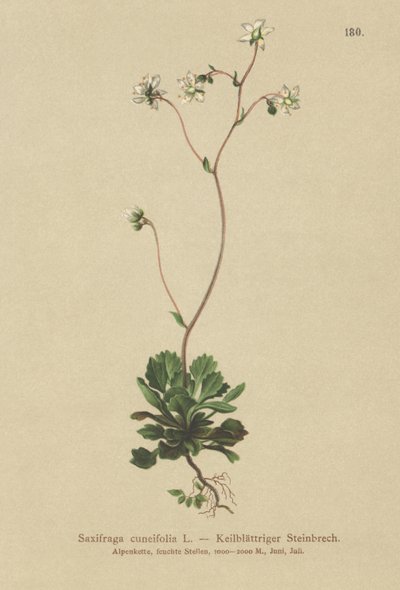 Saxifrage à feuilles en coin (Saxifraga cuneifolia) - German School