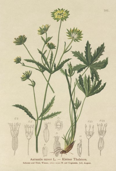 Petite Astrance (Astrantia minor) - German School