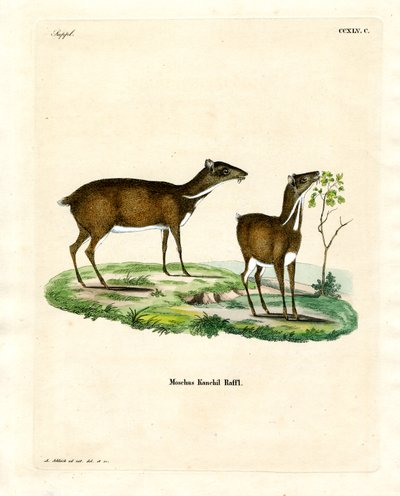 Petit chevrotain - German School