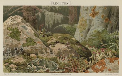 Lichens - German School