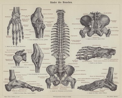 Ligaments du corps humain (gravure) - German School