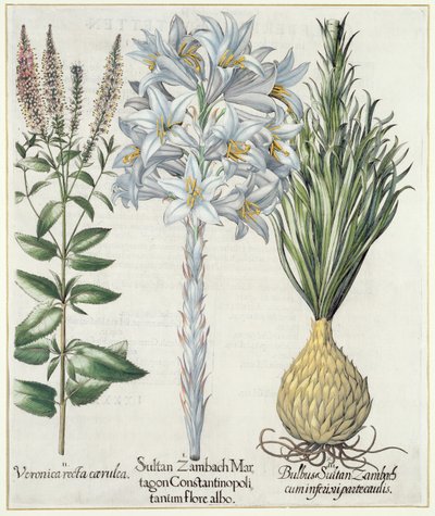 Lys : 1.Sultan Zambach Martagon Constantinopolitanum flore albo 2.Veronica recta carnlea 3.Bulbus Sultan Zambach cuminfeunipartecaulis, du Hortus Eystettensis par Basil Besler, pub. 1613 - German School
