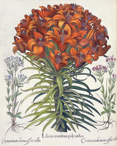 Lys et centaurée, du Hortus Eystettensis par Basil Besler - German School
