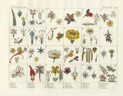 Système de plantes de Linné - German School