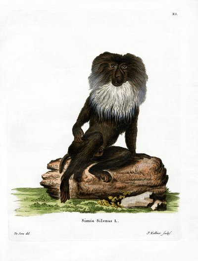Macaque à queue de lion - German School