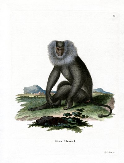 Macaque à queue de lion - German School
