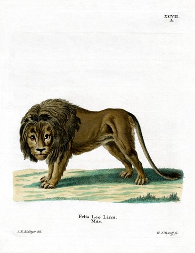 Lion - German School