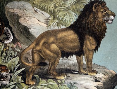 Lion - dans "Histoire naturelle des mammifères", éd. Schreiber, Munich - German School