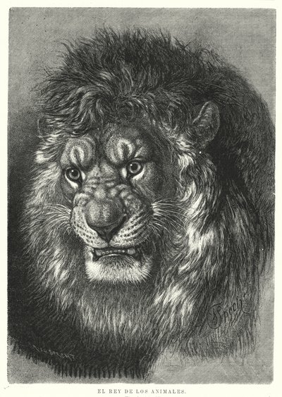 Lion : roi des animaux - German School