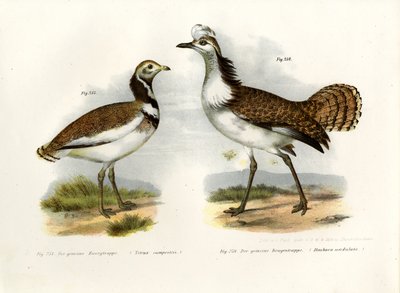 Outarde à gros genoux, 1864 - German School