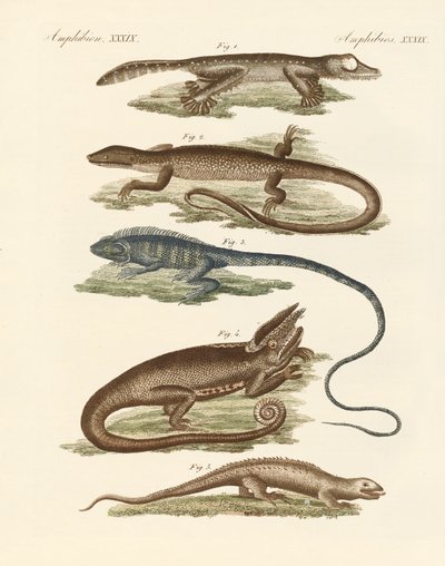 Lézards - German School
