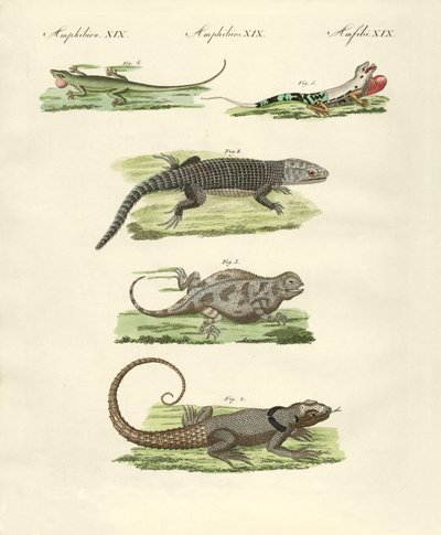 Lézards - German School