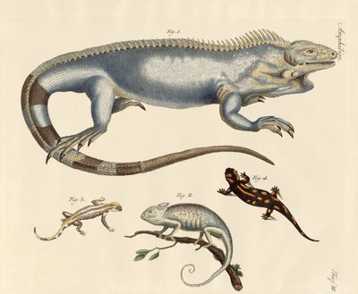 Lézards - German School