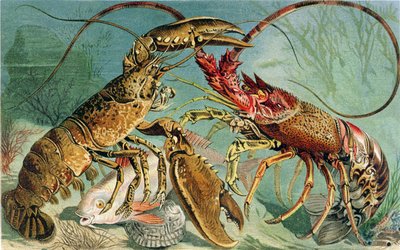 Homard et Langouste, planche de Brehms Tierleben: Allgemeine Kunde des Tierreichs, vol.10, p.44, publié par Bibliographisches Institut, 1893 - German School