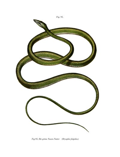 Serpent arboricole à long nez - German School