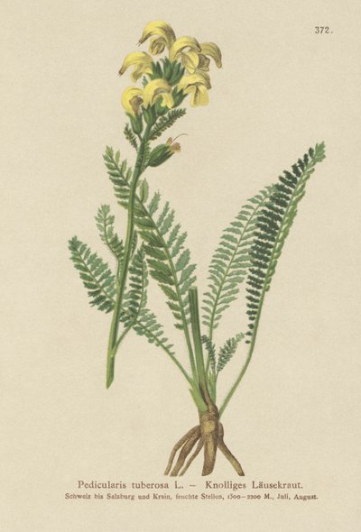 Pédiculaire jaune à long bec - German School