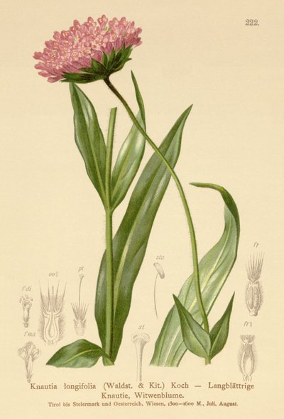 Knautie à longues feuilles (Knautia longifolia) - German School