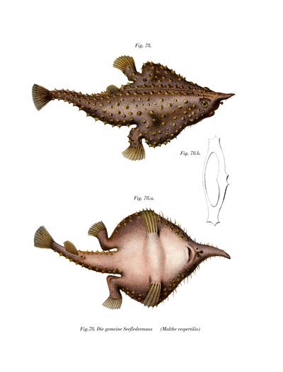 Poisson chauve-souris à long nez - German School