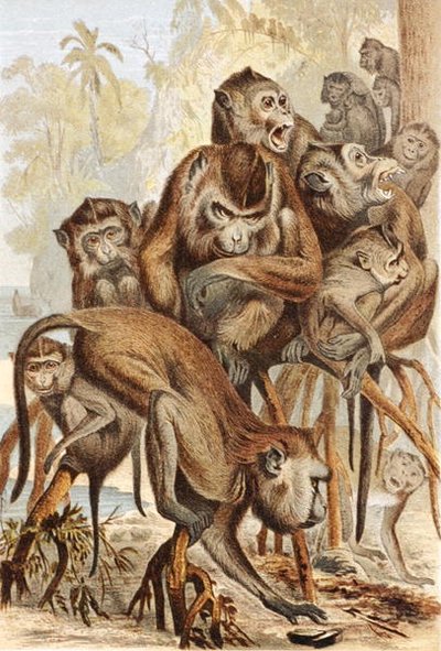Macacus, planche de "Brehms Tierleben: Allgemeine Kunde des Tierreichs", vol.1, p.149, publié par Bibliographisches Institut - German School