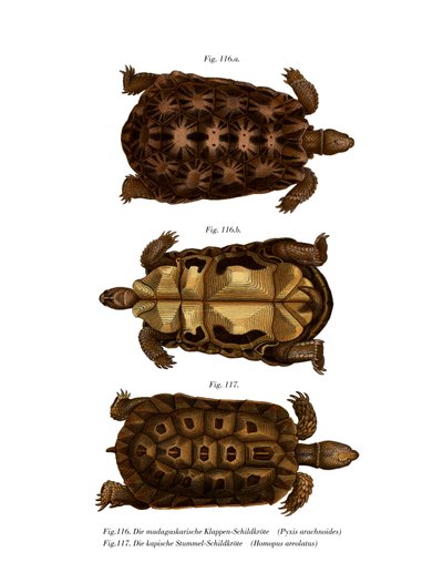Tortue araignée de Madagascar - German School