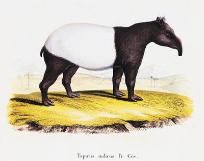 Tapir malais, de Mammifères illustrés de la Nature avec descriptions, par Johann Christian Daniel von Schreber, gravure par A Fleischman d