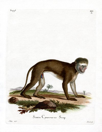 Singe malbrouck - German School