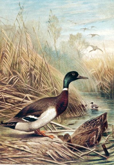 Canard colvert, planche de "Brehms Tierleben: Allgemeine Kunde des Tierreichs", vol.6, p.635, publié par Bibliographisches Institut - German School