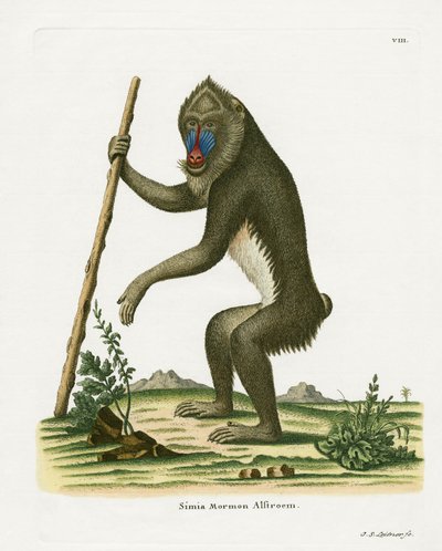 Mandrill - German School