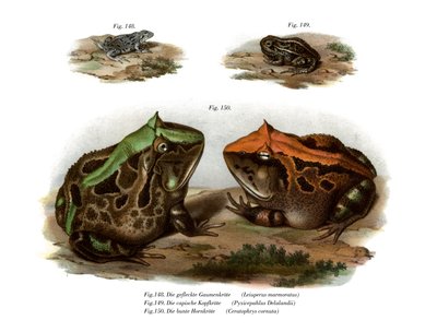 Grenouille marbrée à quatre yeux - German School