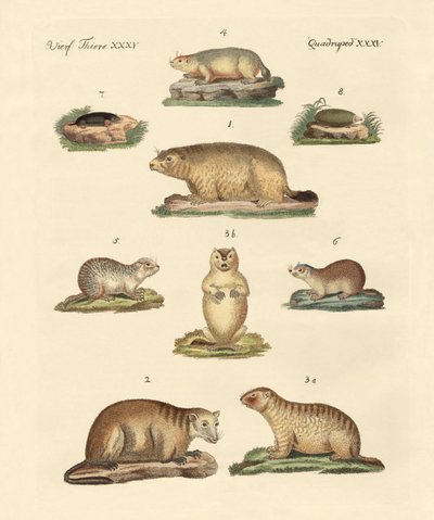Marmottes et taupes - German School
